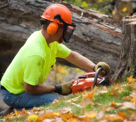 tree services Madrone